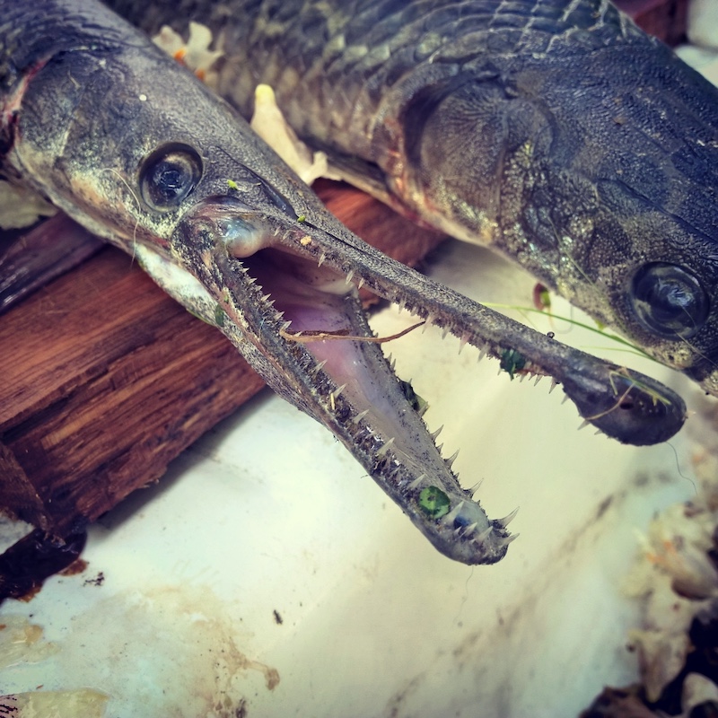 A close-up of the toothy long mouth of a gar fish successfully harvested.