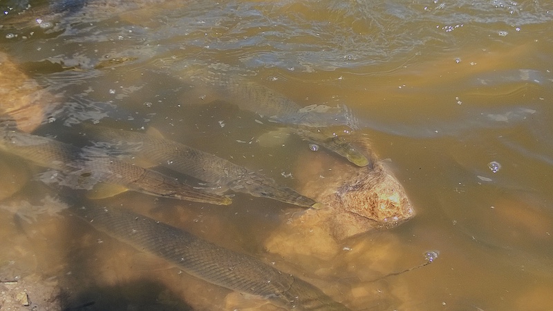A group of large, long fish swim in the rocky shallows of a freshwater lake.
