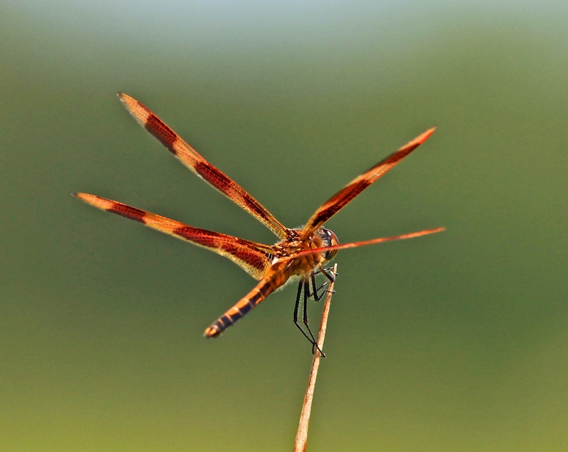 A close-up of an orange, red dragonfly perching on the tip of a blade of grass. The dragonfly has orange and brown spotted wings.