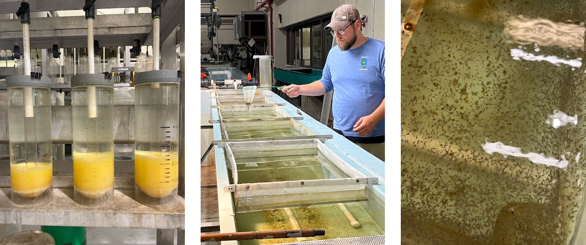 A collage of three photos. The photo on the left is of three cylinders in a laboratory. Each cylinder is filled about a third of the way with yellow fish eggs. The middle photo is of a biologist holding a net above a series of mesh baskets partially submerged in a tank of water. The photo on the right is a close-up of day-old fish swimming in a tank of water.