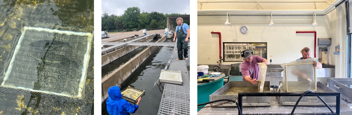 A collage of three photos. The photo on the left is of two fish in a pond swimming over a box made out of mesh. The photo in the middle is of one biologist lifting out a mesh box from a water filled concrete channel and preparing to hand it to a biologist standing outside the water channel. The photo on the right is of two biologists using paint brushes to remove fish eggs from the mesh boxes.
