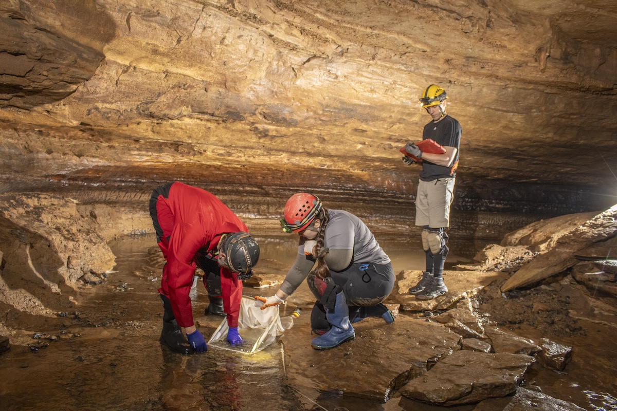 A photo of three researchers sampling a stream section in a cave. Two individuals work in the stream with a net, and the other individual is standing on the shoreline recording data.