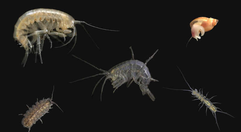 A collection of some aquatic invertebrates collected from the Illinois Caverns cave on a black background.