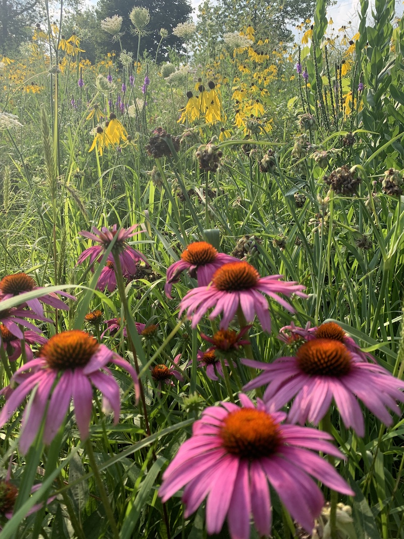 Sunlight streams down and illuminates beautiful prairie flowers. Brilliant pink coneflowers are in the foreground and glowing yellow flowers are in the background. Purple flowers accent the flower groupings in the background and bring the eye forward to the pink coneflowers in the front. Lush green vegetation surrounds the flowers.