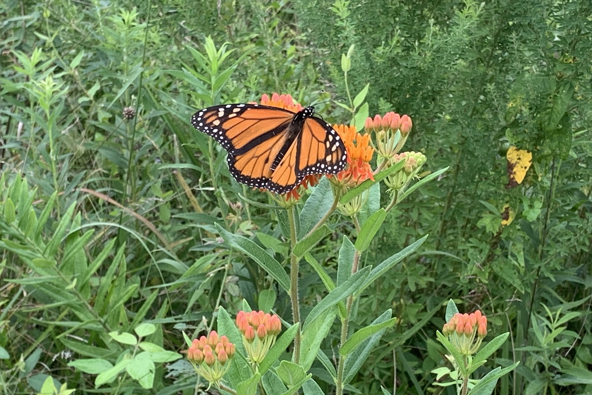 An orange and black butterfly nectars on clusters of orange flowers. The butterfly and flowers are surrounded by green lush vegetation.
