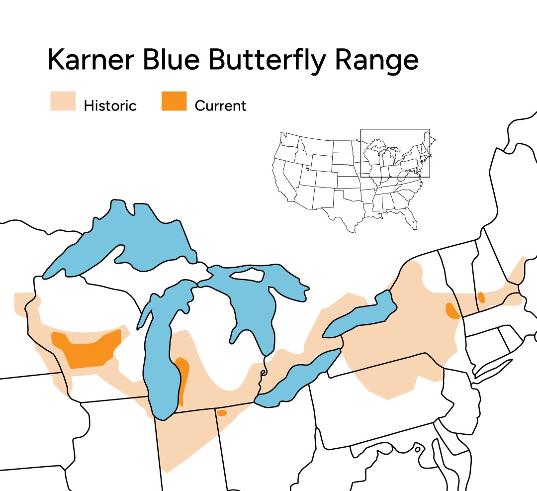 A map showing the locations of historical and current populations of Karner blue butterflies. The historic range is in light tan and the current range is in orange. The ranges are around the great lakes and northeast United States. The current range can be found in isolated spots in Wisconsin, Michigan, Ohio, New York and New Hampshire. 