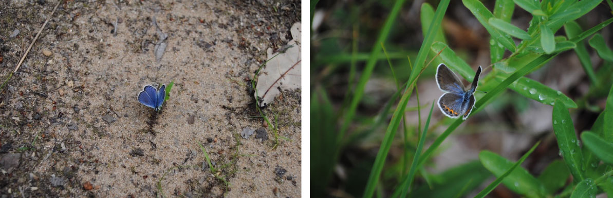 A collage of two photos. The photo on the left is of a small blue butterfly resting on green seedling growing from sandy soil. The photo on the right is a close-up of a blue and gray butterfly with black and orange spots on the bottom edge of its bottom wings. The butterfly is resting on a grass leaf.