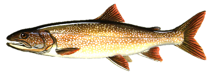 An illustration of a speckled brown and white lake trout.