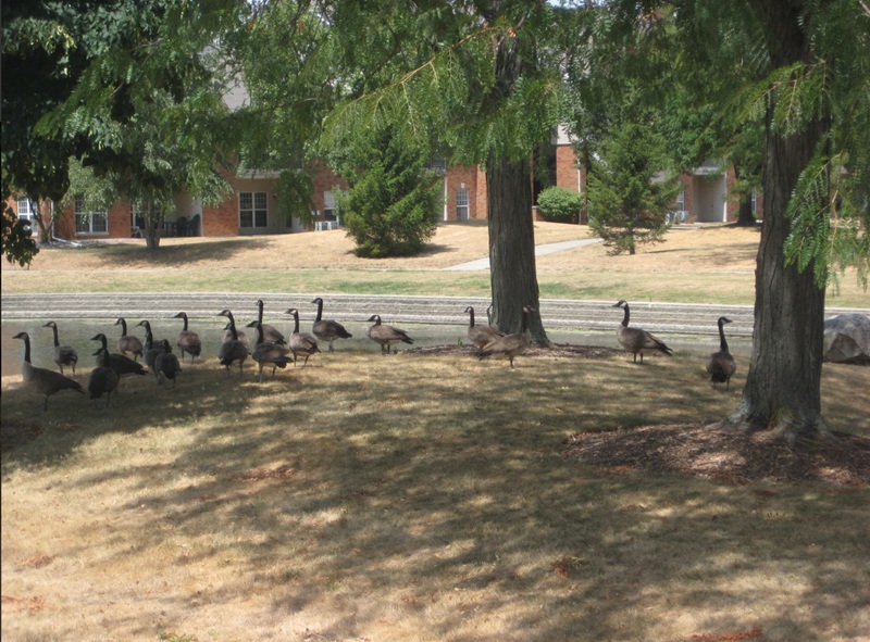 Fourteen Canada geese hang out together under a large shade tree in an urban area.