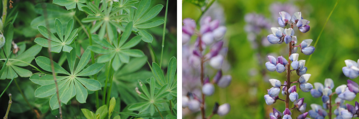A collage of two photos side-by-side. The photo on the left is a close up of plants with groupings of green leaflets radiateing out from a central point. The photo on the right is of spikes of small light blue and lavender flowers.