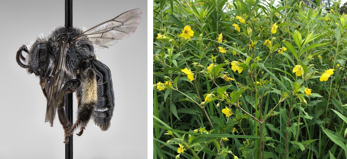A collage of two photos arranged side-by-side. The photo on the left is of a bee on a pin against a gray background. The photo on the right is of a yellow prairie flower against a background of prairie vegetation.