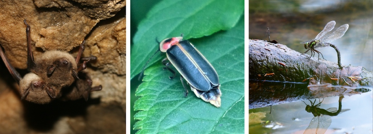 A collage of three photos. The photo on the left is a group of small brown bats roosting in a cave. The middle photo is of a firefly insect resting on a green leaf. The photo on the right is of a dragonfly depositing its eggs with the tip of its abdomen touching a wet leaf on the edge of a wetland.