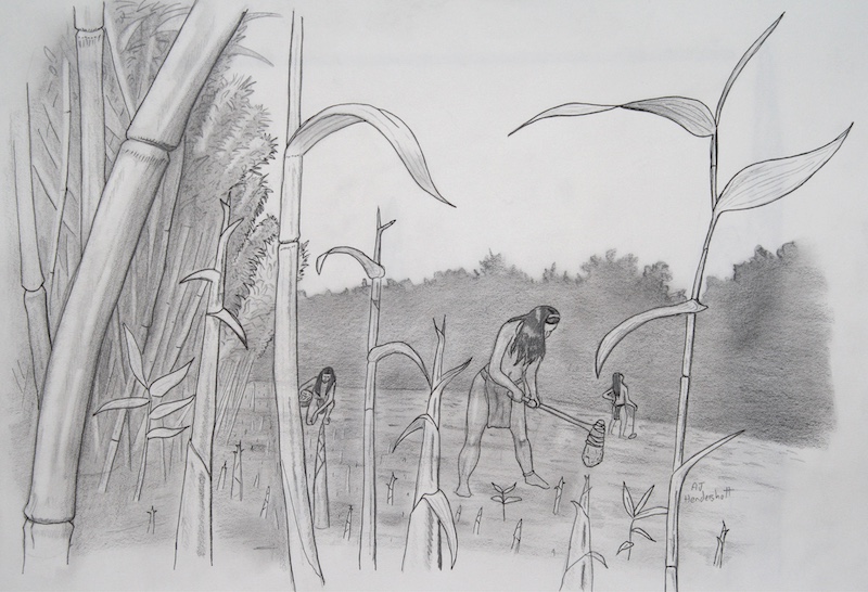 A graphic drawing of Native Americans cutting cane. One individual is using a blade attached to a long shaft to cut the cane while standing up. Another individual in the background is collecting cane and placing it in a basket. Another individual is looking up towards the canopy of a woodland in the background. Bamboo cane is in the foreground.