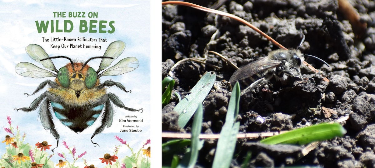 A collage of two photos. The photo on the left is of the book cover, "The Buzz on Wild Bees: The Little-Known Pollinators That Keep Our Planet Humming." The photo on the right is a bee resting in a sunny patch of soil. 