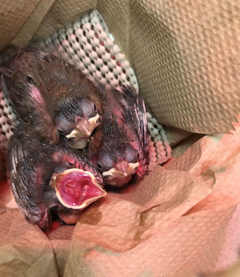 Three baby birds with their eyes open rest in a brown paper towel lined box. One of the birds has its mouth open awaiting some food to be deposited. The birds are fuzzy but some feathers are starting to grow in.