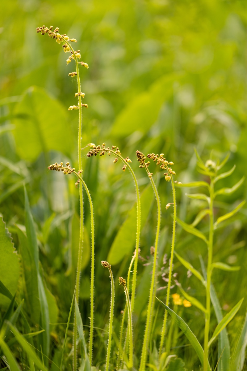 Spikes of small prairie flowers lift above the green vegetation in a prairie.
