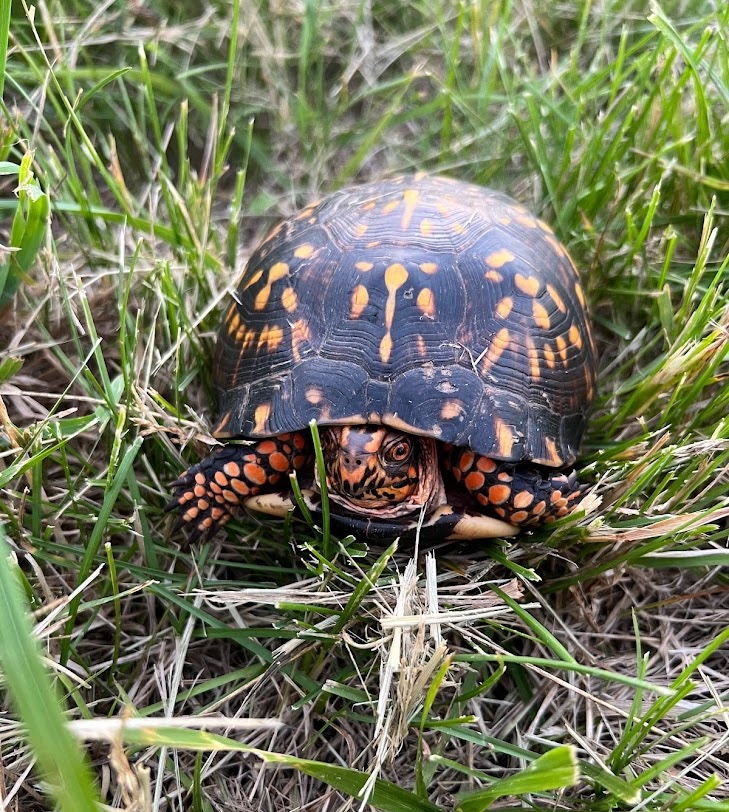 A turtle with orange splotches on its black shell walks through a short cut green lawn.