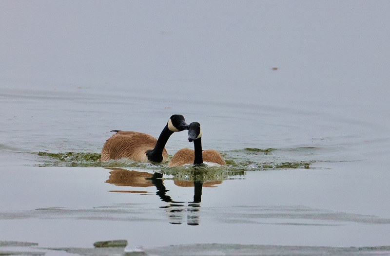 A pair of Canada geese swim close together.