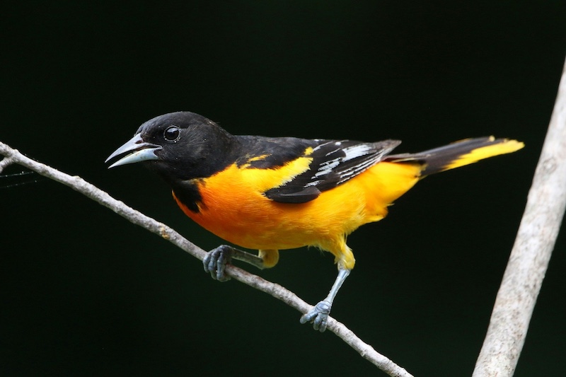 A bright orange, yellow bird with a black head, back and wings perches on a tree branch.