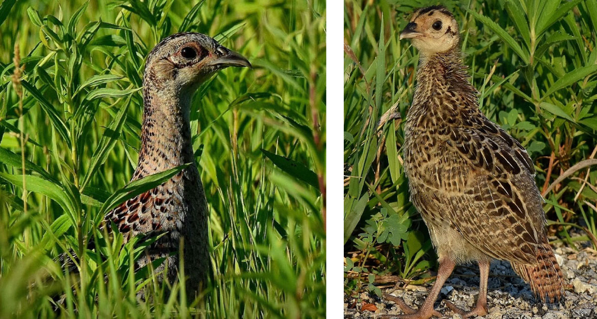 Two photos collaged together. The photo on the left is of a tan and brown adult female pheasant partially concealed by tall grasses. Only her head and neck is visible above the grasses. The photo to the right is of a brown and tan pheasant chick standing on the edge of a gravel, asphalt road. In the background is green vegetation.