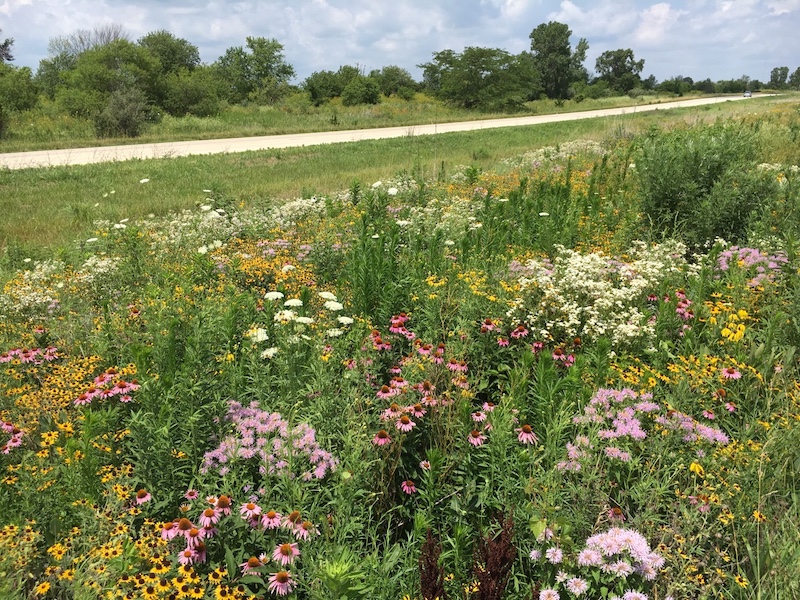 Beautiful prairie flowers fill a roadside butterfly habitat. In the background is a silver car traveling up the road, and bushes and trees fill the roadside against a partly cloudy sky.