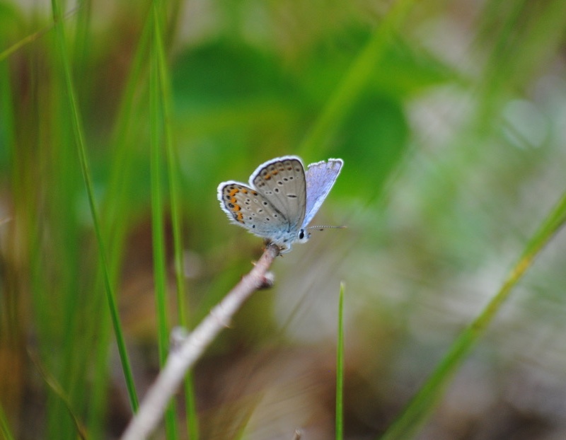 A close-up of a small light blue butterfly with black and orange spots on its wings. The butterfly is resting on a twig on the ground surrounded by green grass.