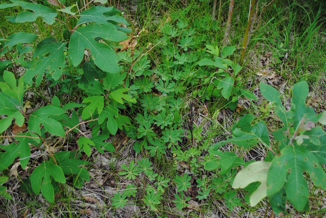 Green plants and saplings form the understory of a savannah.