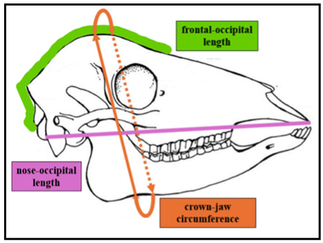 An illustration of a fetal deer skull indicating the different dimensions including nose-occipital length, crown-jaw circumference and the frontal-occipital length.