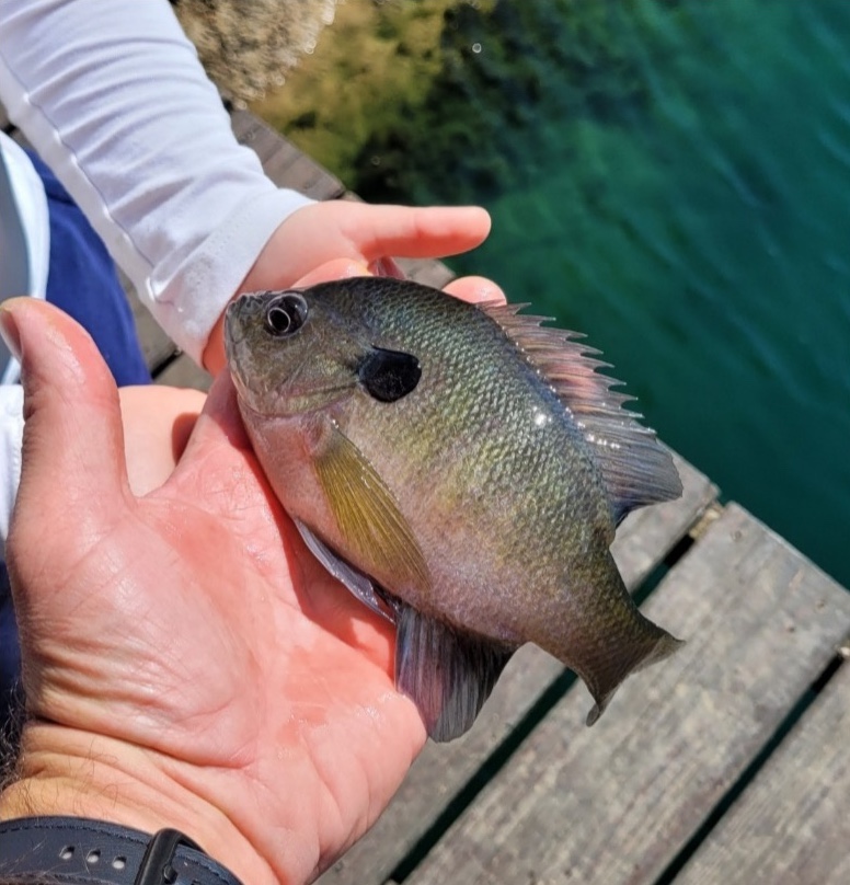 A close-up of a small green and silver fish held in the palm of the hand of an adult and child.
