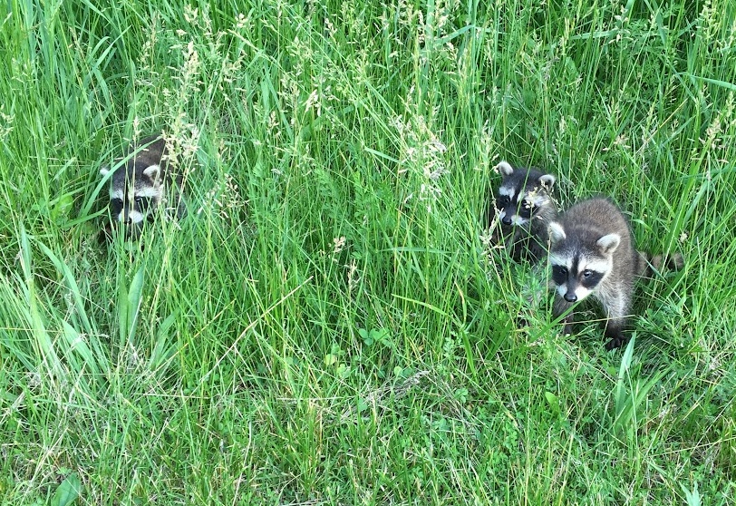 Three small baby raccoons walk through tall green grasses.