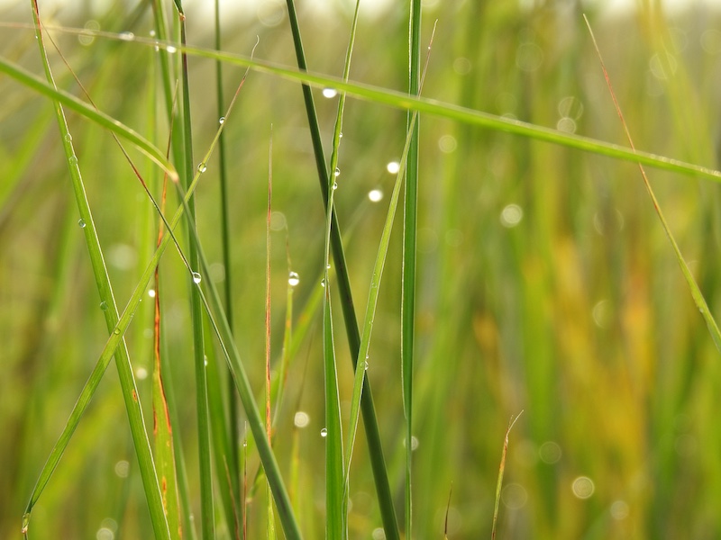 A close-up of rain droplets on the leaves of grass.
