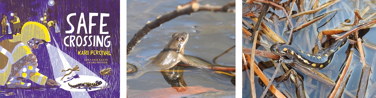 A collage of three photos. The photo on the left is of the book cover, "Safe Crossing." The photo in the center is of a brown frog alert while resting with its head and shoulders rising above wetland water. The photo on the right is of a yellow spotted black salamander walking across tan partially submerged vegetation in a wetland.