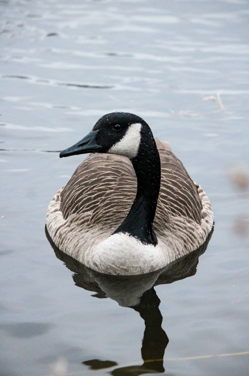 A closeup photo of a Canada goose looking towards the camera. The bird is in the water and beautifully covered with water droplets on its face and long, dark neck.