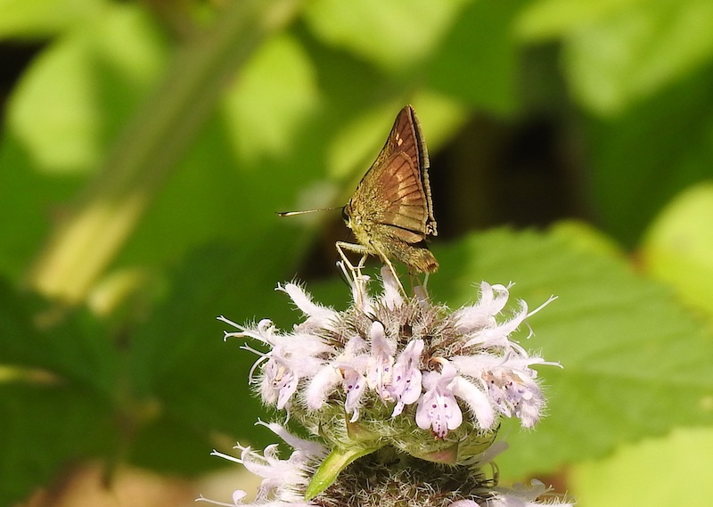 A small brown butterfly nectars on a cluster of light lavender mint flowers.