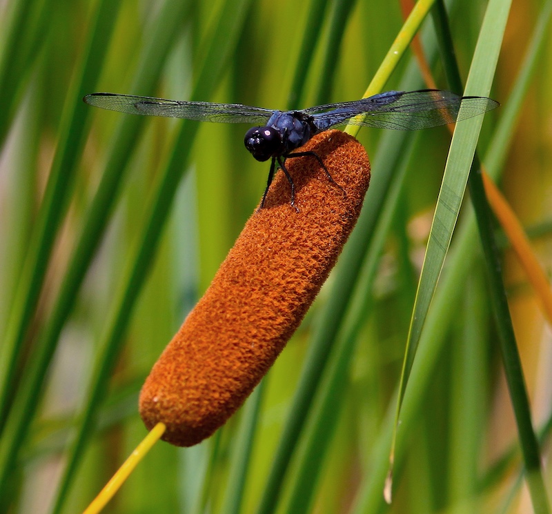 A dark blue dragonfly perches on a cattail seedhead.
