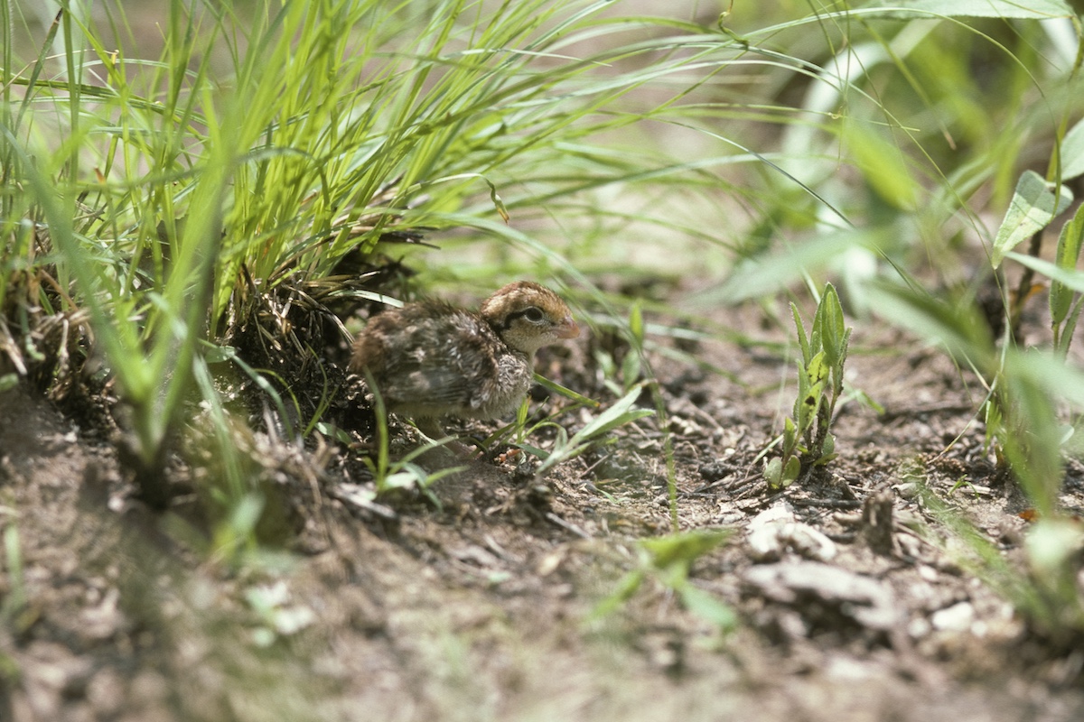 A close-up image of a small brown and tan bobwhite quail chick is camouflaged in the grass.