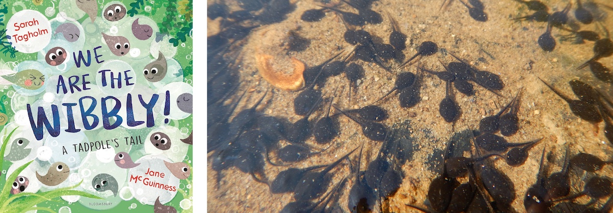 A collage of two photos. The photo on the left is of the book cover, "We Are The Wibbly: A Tadpole's tail." The photo on the right is a close-up of black tadpoles resting in shallow water in a wetland.