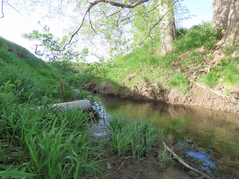 Water drains from a drainage outlet from a farm field into a a ditch. Water flows down the ditch. On either side of the ditch are green grasses and trees are on the right side.