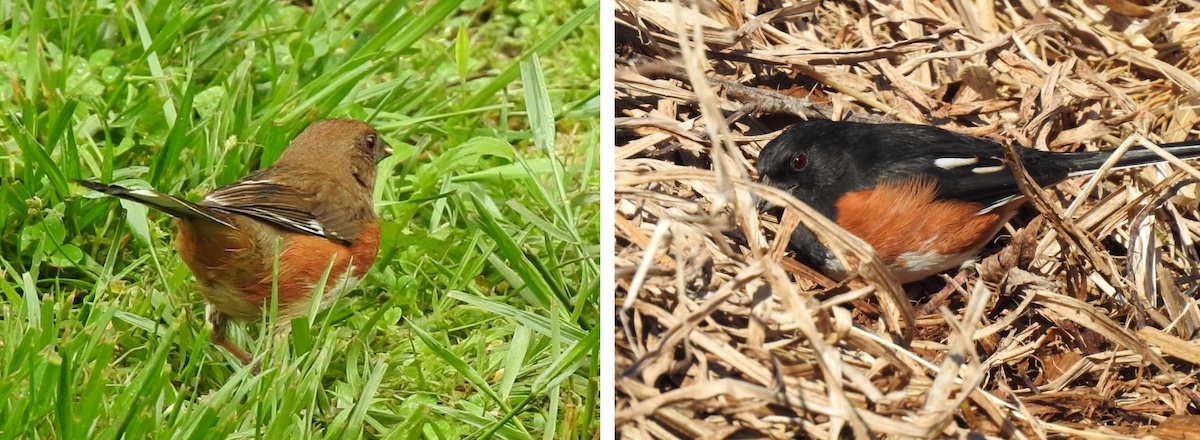 Two photos of birds collaged together. The birds are the same species but different genders. The photo on the left is of a female with brown feathers on top and reddish feathers on her breast, and the male is on the right with black feathers on top and a reddish breast. Both birds are foraging on the ground. The female is on short cut grass of a lawn. The male is foraging amongst dried tan grasses.