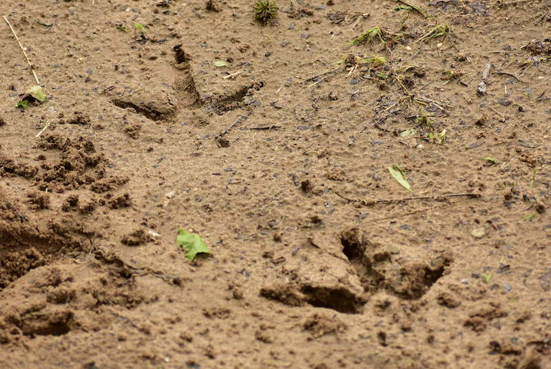 A close-up of wild turkey tracks in sandy tan soil.