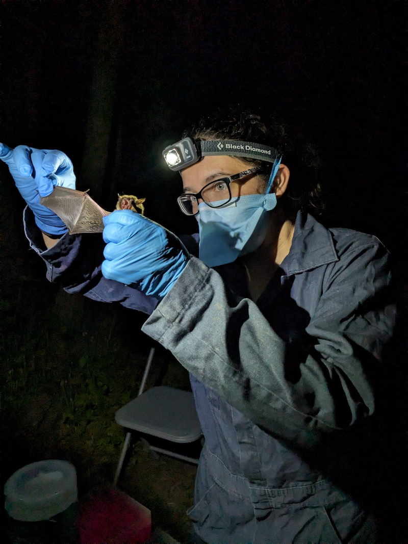A researcher wearing a mask and a headlamp examines a bat in blue latex gloved hands. In the background is a woodland at night.