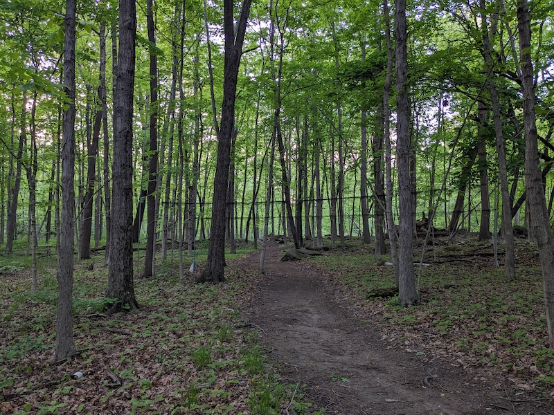 A near-transparent net is stretched between two trees across a trail in a woodland.