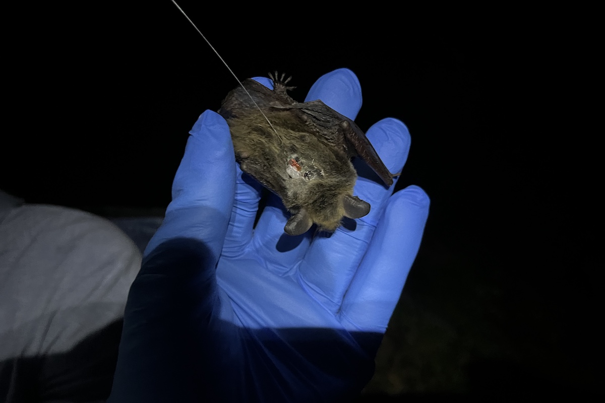 A close-up image of a brown bat being held by the blue gloved hands of a researcher. The bat has a radio transmitter secured to its back.