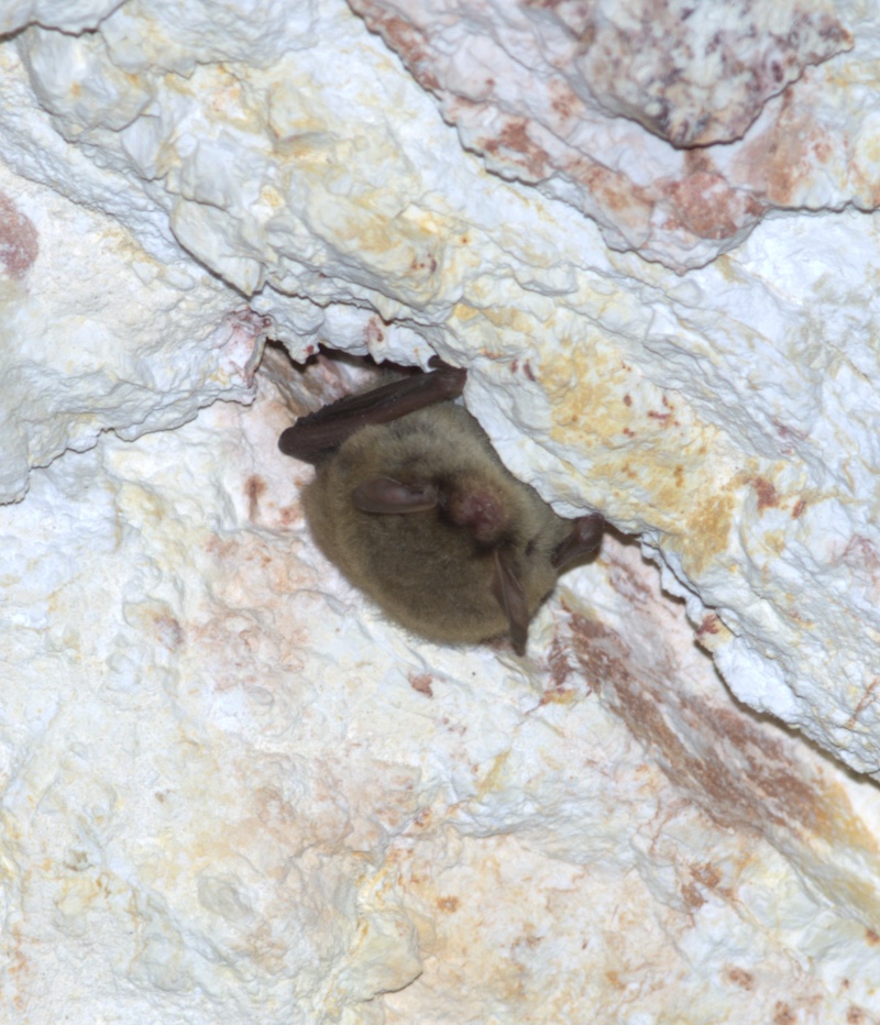A brown bat hibernates in a crevice of a rocky cave.