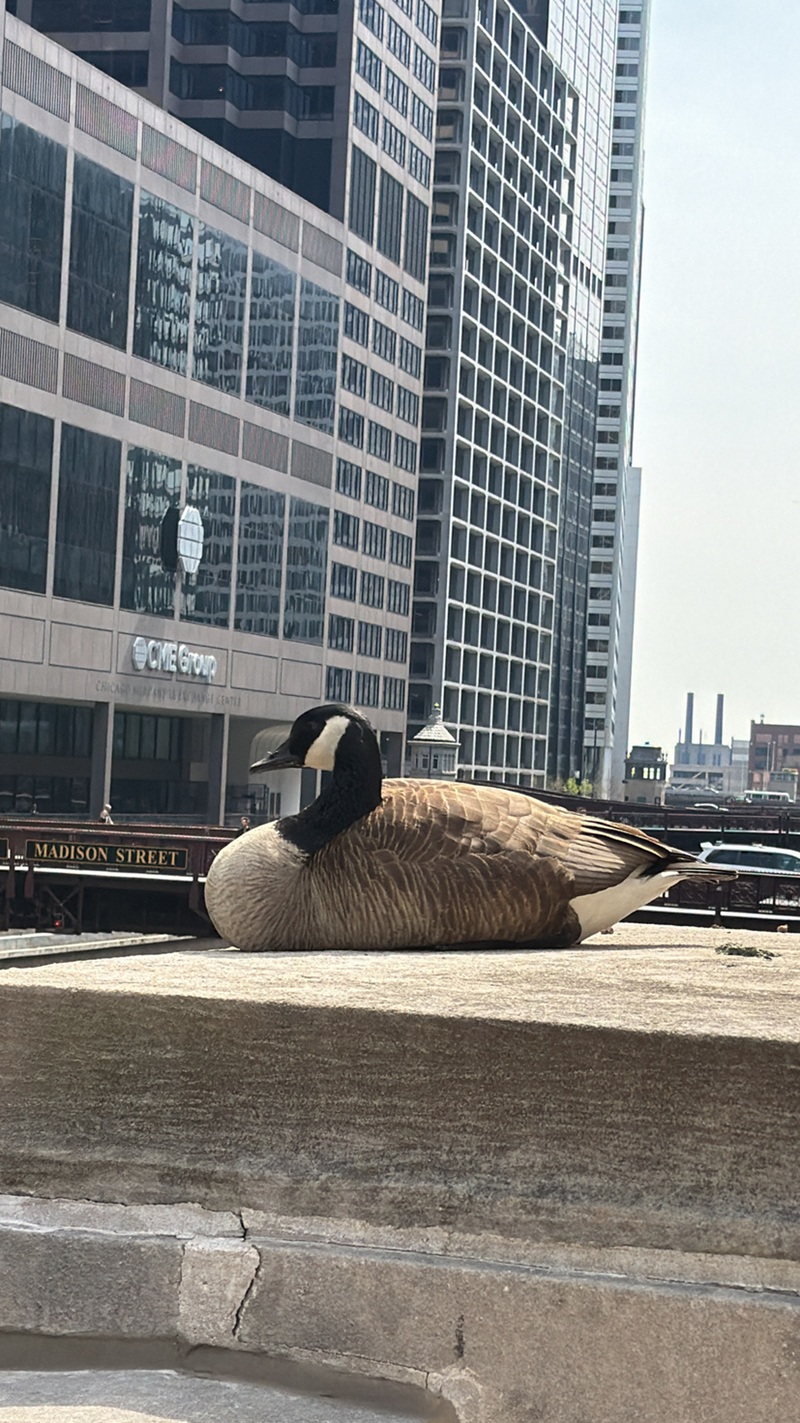 A solitary Canada goose sits near Madison Street in downtown Chicago.