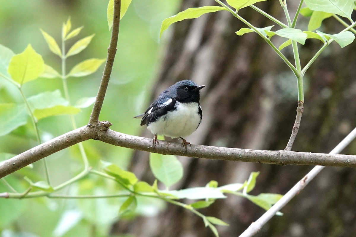 A small bird with a black face, blue head and back, black wings, and a white breast perches on a tree branch. Green leaves are in the background.
