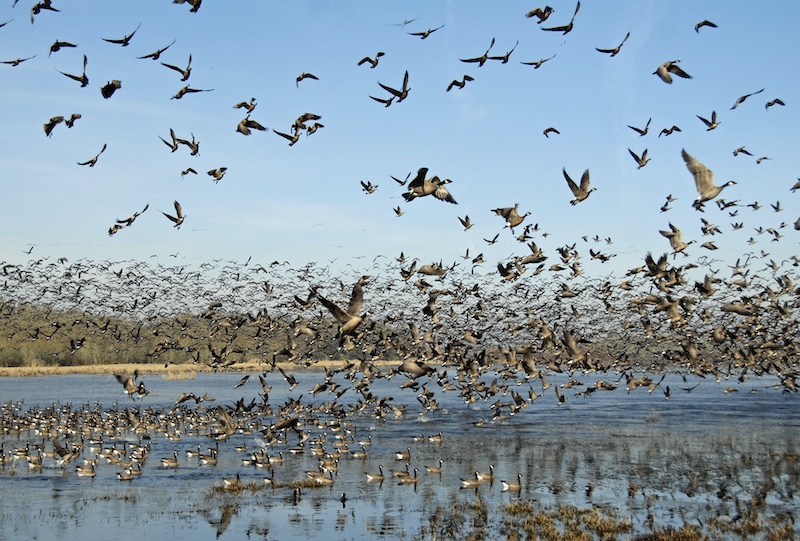 Under a bright blue sky black, gray and white Canada geese swim and forage on a wetland while some geese fly overhead.