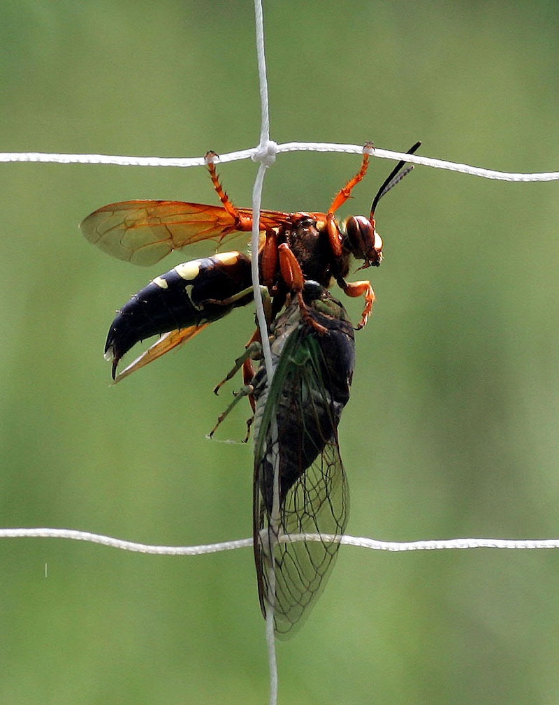 A large wasp carries a successfully caught cicada back to its larva. The wasp pauses a moment while hanging from a white string net.