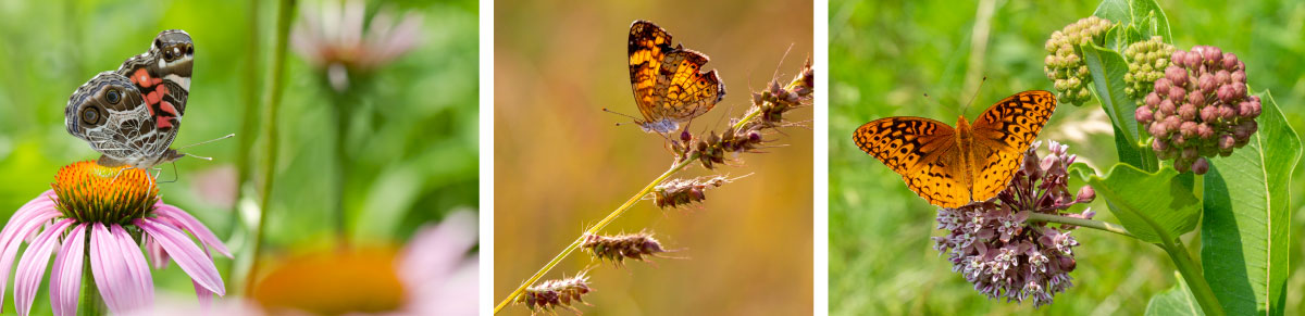 A collage of three photos each with a butterfly nectaring on a prairie flower. 