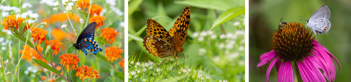A collage of three photos each with a butterfly nectaring on a prairie flower. 
